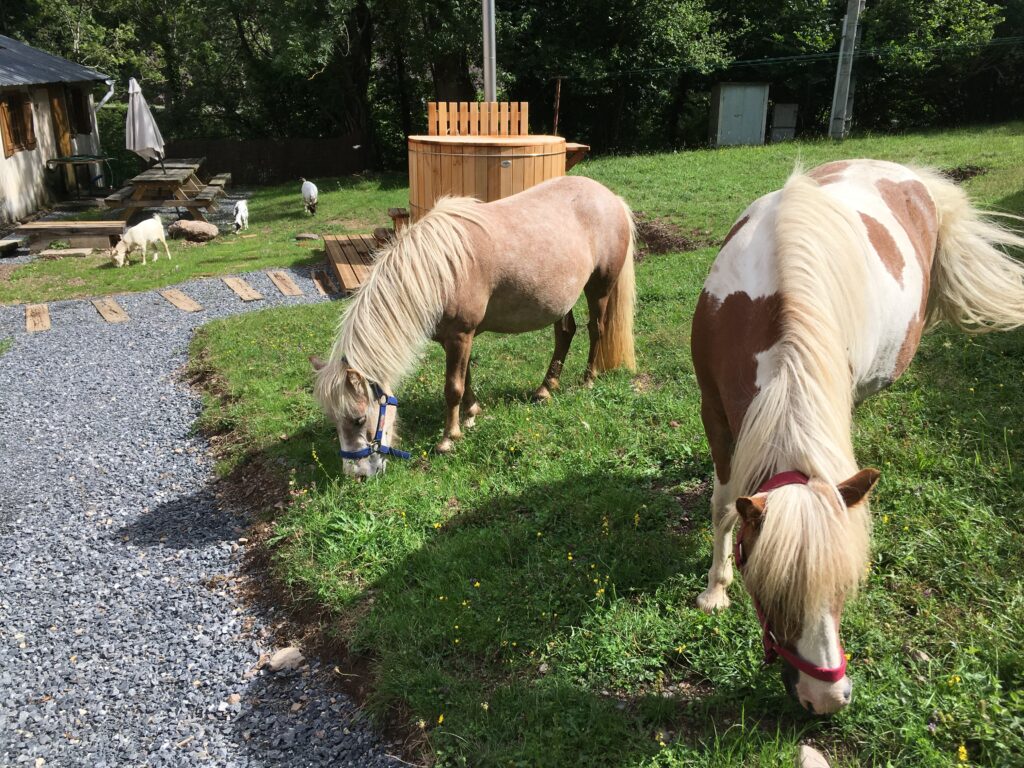 poneys au gite Tucaou Pyrenees